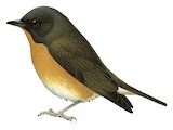 Cinnamon-chested Flycatcher Illustration