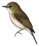 Sumba Flycatcher Illustration