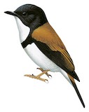 Black-banded Flycatcher Illustration