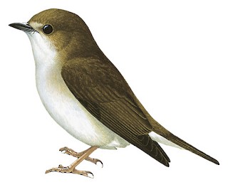 Ficedula basilanica basilanica