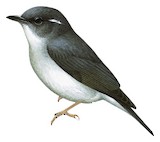 Little Slaty Flycatcher Illustration