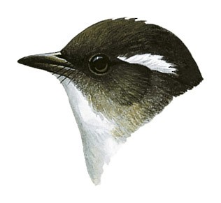 Ficedula basilanica samarensis