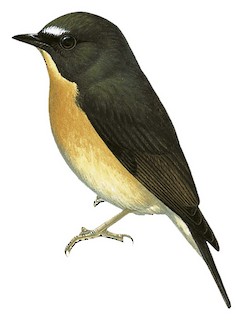 Ficedula luzoniensis montigena