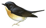 Bundok Flycatcher Illustration