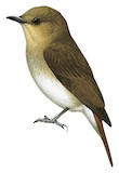 Cryptic Flycatcher Illustration