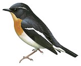 Rufous-chested Flycatcher Illustration