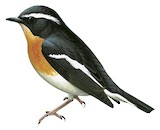 Tanimbar Flycatcher Illustration