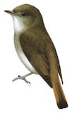 Furtive Flycatcher Illustration