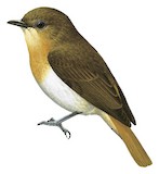 Palawan Flycatcher Illustration