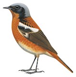 Eversmann's Redstart Illustration