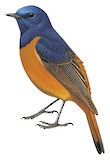 Blue-fronted Redstart Illustration