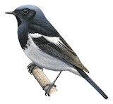 Blue-capped Redstart Illustration