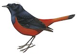 White-capped Redstart Illustration