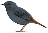 Plumbeous Water Redstart Illustration