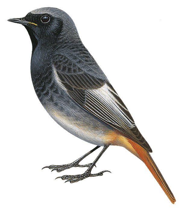 P. o. gibraltariensis