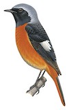 Daurian Redstart Illustration