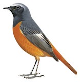 Hodgson's Redstart Illustration