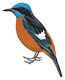 Blue-capped Rock Thrush Illustration