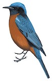 Chestnut-bellied Rock Thrush Illustration