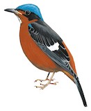 White-throated Rock Thrush Illustration