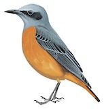 Short-toed Rock Thrush Illustration