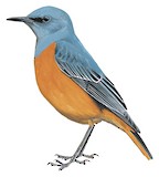 Sentinel Rock Thrush Illustration