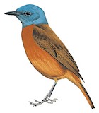 Amber Mountain Rock Thrush Illustration