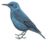 Blue Rock Thrush Illustration