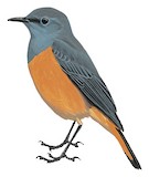 Little Rock Thrush Illustration