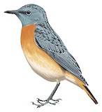 Miombo Rock Thrush Illustration