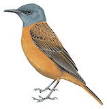 Cape Rock Thrush Illustration