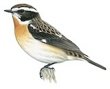 Whinchat Illustration