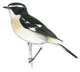 White-browed Bush Chat Illustration