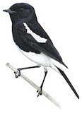 Pied Bush Chat Illustration