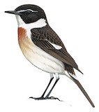 Canary Islands Stonechat Illustration