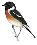 European Stonechat Illustration