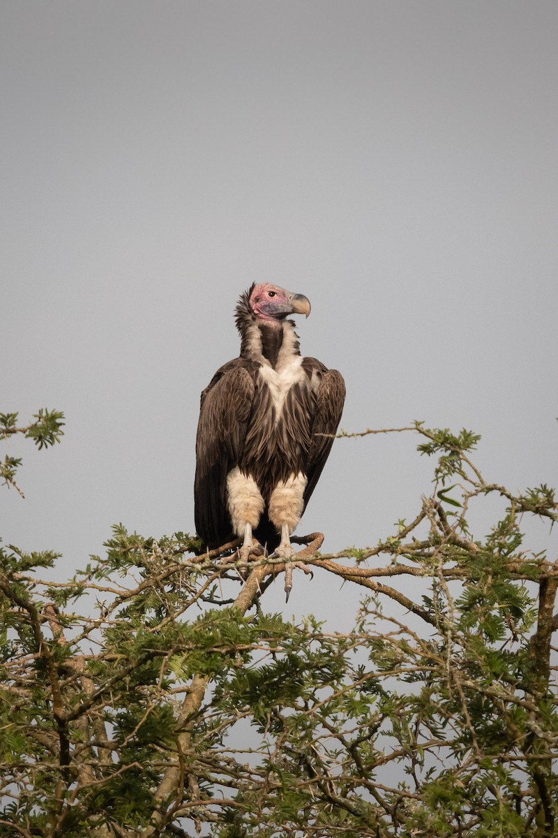 Lappet-faced Vulture - Deb Ford