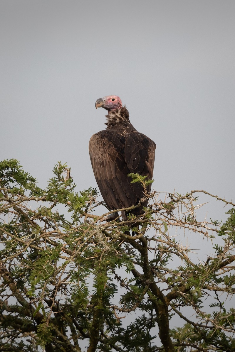 Lappet-faced Vulture - Deb Ford