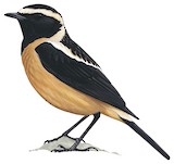 Buff-streaked Chat Illustration