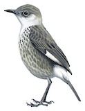 Congo Moor Chat Illustration