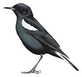 Mountain Wheatear Illustration