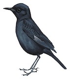 Rüppell's Black Chat Illustration