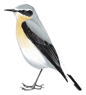 Northern Wheatear