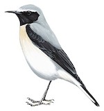 Atlas Wheatear Illustration