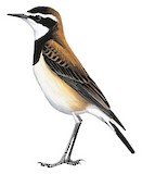 Capped Wheatear Illustration