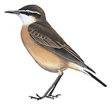 Rusty-breasted Wheatear Illustration