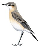 Buff-breasted Wheatear Illustration