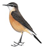 Heuglin's Wheatear Illustration