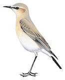 Isabelline Wheatear Illustration