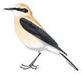 Western Black-eared Wheatear Illustration